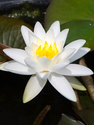 Nymphéa Gladstoniana