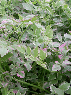 Oenanthe javanica variegata (céleri d'eau)