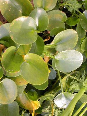 Limnobium (grenouillette)