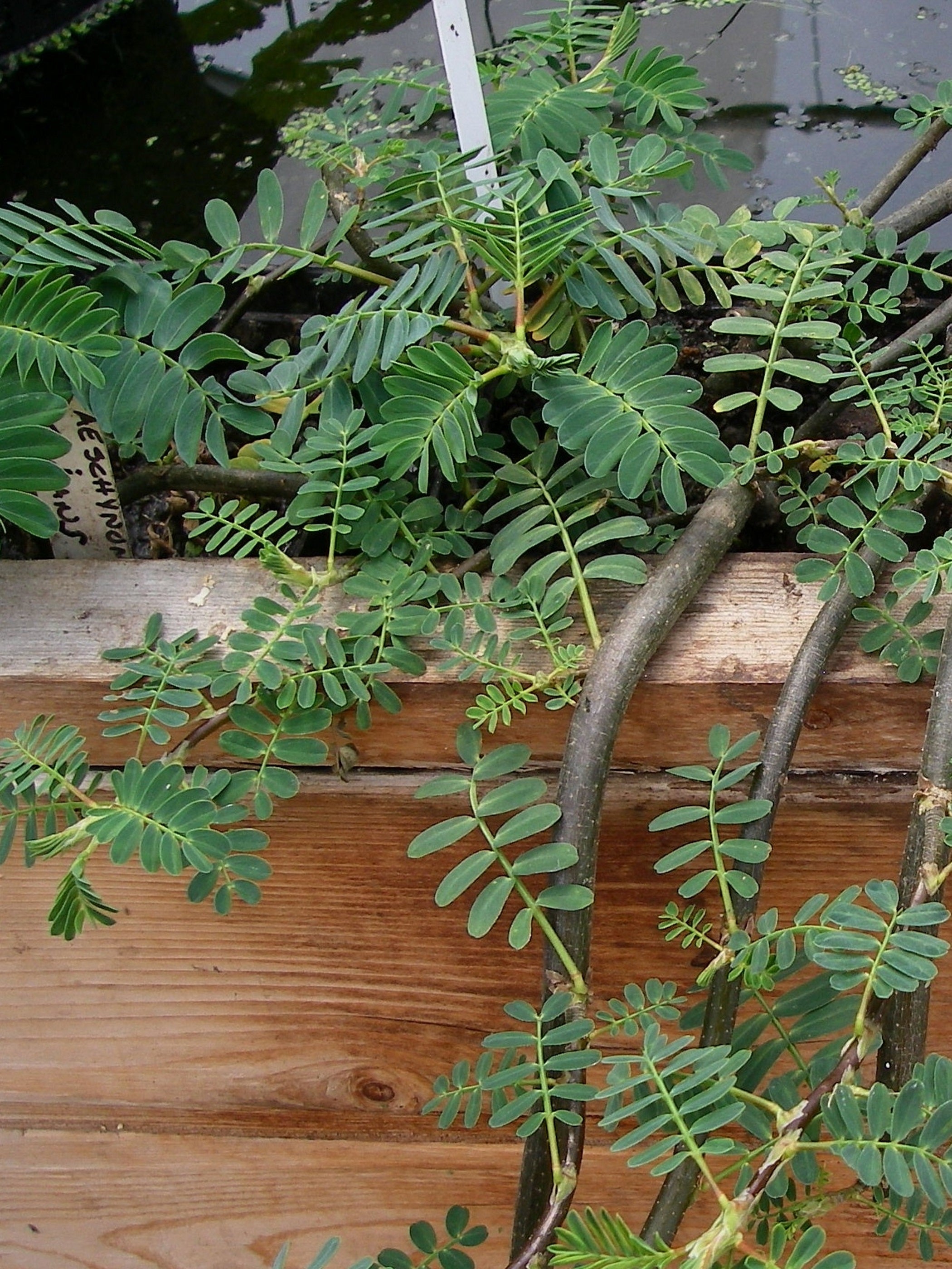 Aeschynomene fluitans Aquaplantes