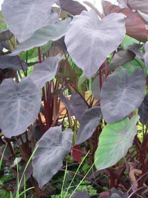 Colocasia esculenta Black magic