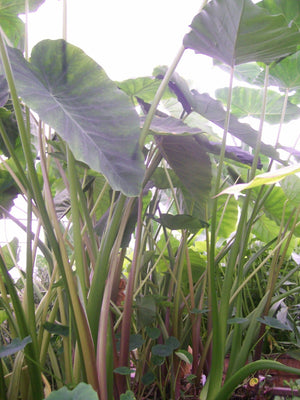Colocasia Imperial