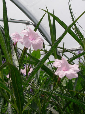 Ruellia Brittoniana