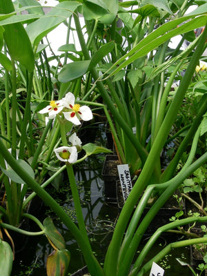 Sagittaria montevidensis