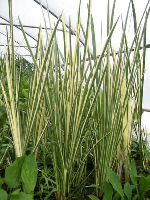 Acorus calamus variegatus