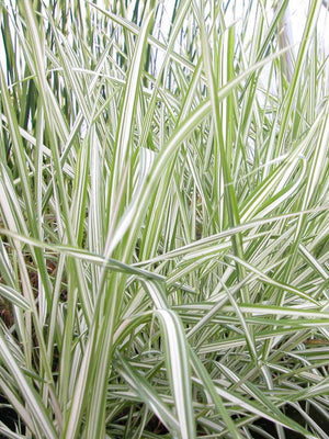 Phalaris arundinacea pictea