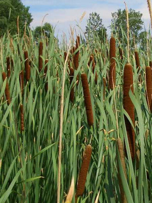 Typha angustifolia