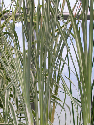 Typha latifolia variegata