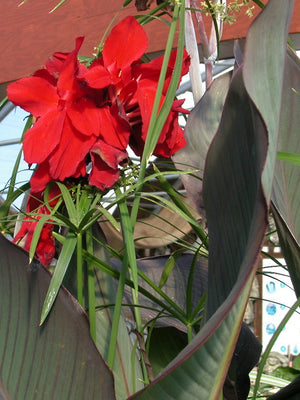 Canna «Black Night»