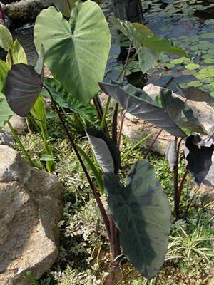 Colocasia «Black Marble»