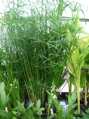 Cyperus gracilis