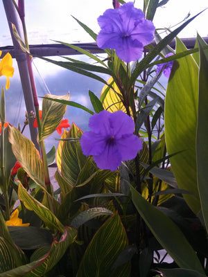 Ruellia brittoniana Blue Bell Chichi