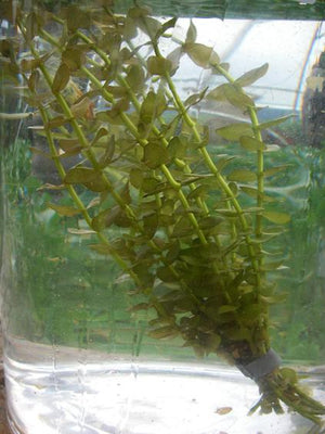 Bacopa caroliniana