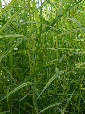 Phragmites australis variegatus