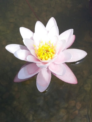 Nymphéa Marliacea rosea