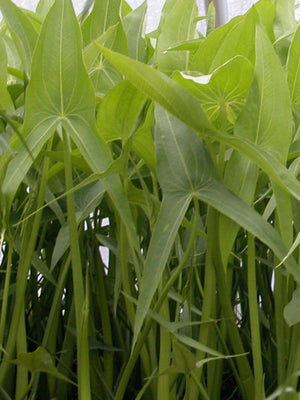 Sagittaria latifolia