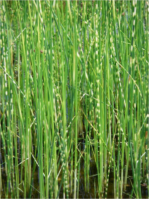 Scirpus lacustris taberna zebrinus