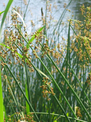 Scirpus validus  (Schoenoplectus tabernaemontani) (Scirpe des étangs)