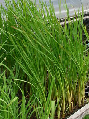 Sparganium eurycarpum