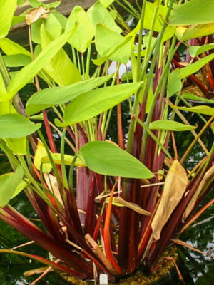 Thalia red steam (geniculata ruminoides)