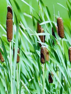 Typha latifolia