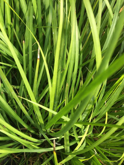 Acorus gramineus