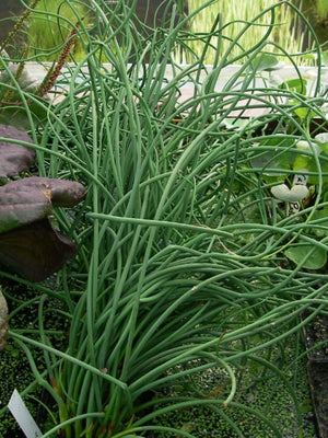 Juncus effusus spiralis