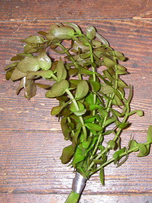 Ludwigia repens