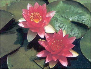 Nymphéa Sultan rouge