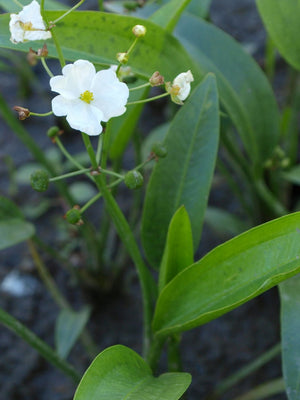 Sagittaria rigida